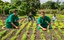 Técnico em Agropecuária