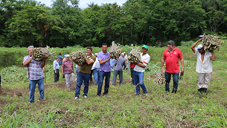 Agricultores receberam manivas