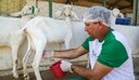 Ordenha em cabras é realizada duas vezes ao dia.