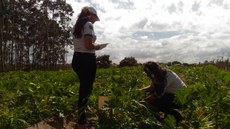 Cultivo de abobrinha