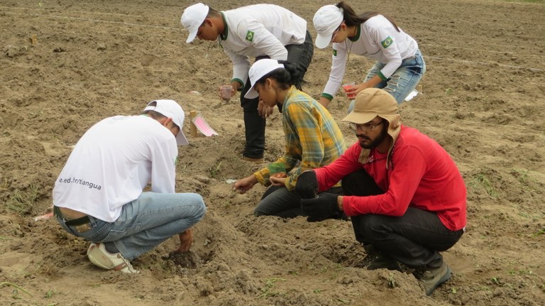 Estudantes em pesquisa com favas