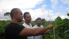 Projeto de cultivo de favas