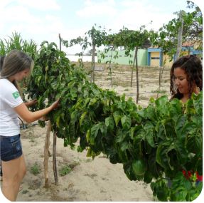 Alunos em projeto de maracujazeiro